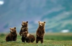 Katmai National Park