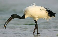 Ibis at Ria Formosa Natural Park