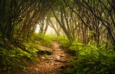 Appalachian Trail at Virginia