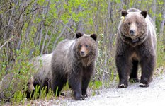 Banff grizzly bears