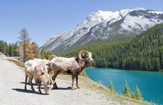 Bighorn sheep on Lake Minnewanka