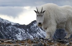 Mountain goat