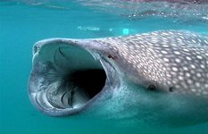 Whale Shark