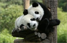 Beijing Zoo