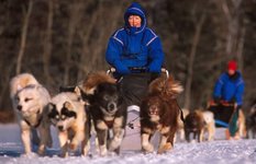 Dog Sledding