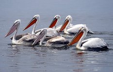 Birdwatching. Dalmatian Pelicans