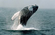 Cape Cod whale watching