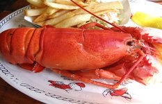 lobster