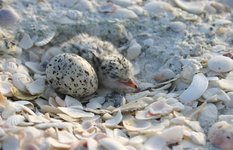 Least Tern chick