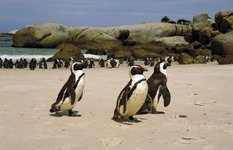 Boulders Beach penguins