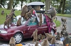 Baboons of Cape of Good Hope