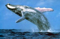 Whale watching
