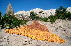 Apricots