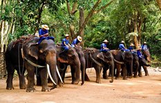 The Elephant Camp