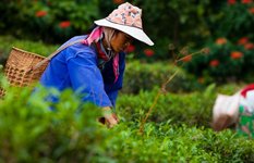 The tea picker