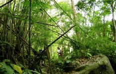The jungle trekking