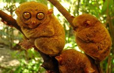 Chocolate Hills Fauna. Tarsier.