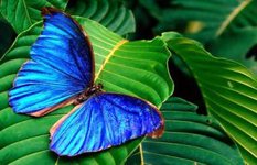 Butterfly Zoo