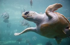 Logerhead sea turtle