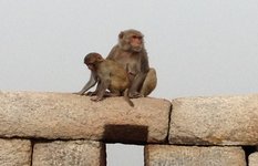 Tughlaqabad Fort