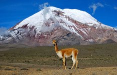 Chimborazo mountain