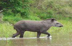 Lowland tapir
