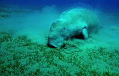 West Indian Manatee