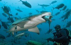 Diving with bull sharks