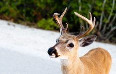 Key Deer