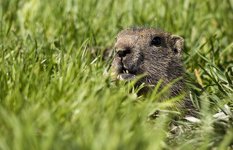 The Marmot