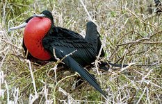 The Frigate Bird