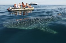 The Whale Shark
