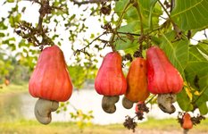 Cashew Nuts