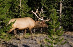 Elk