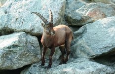 Alpenzoo