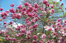 Kiev Botanical Garden