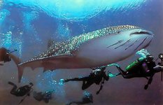 Diving with sharks