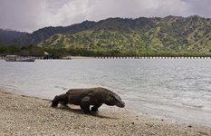 The Komodo dragon