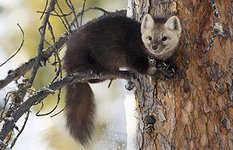 Barguzinsky sable