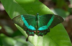The Banded Peacock
