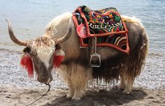 Tibet yak