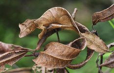 satanic leaf tailed gecko