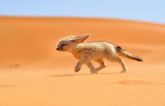 A fennec fox