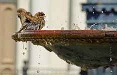 Fountain in Jackson Square