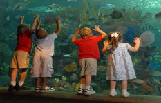 Aquarium of the Americas