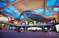 The Natural History Museum