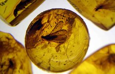 Amber Museum, Palanga