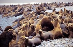 Sea lions of Paracas Natural Preserve