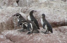 Paracas penguins