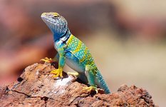 The Eastern Collared Lizard